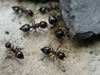 Common Ants