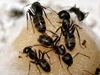 Carpenter Ants