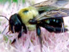 Carpenter Bees