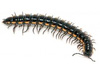 Millipede