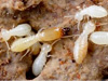 Termites